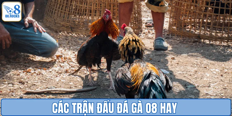 Các trận đấu đá gà O8 hay