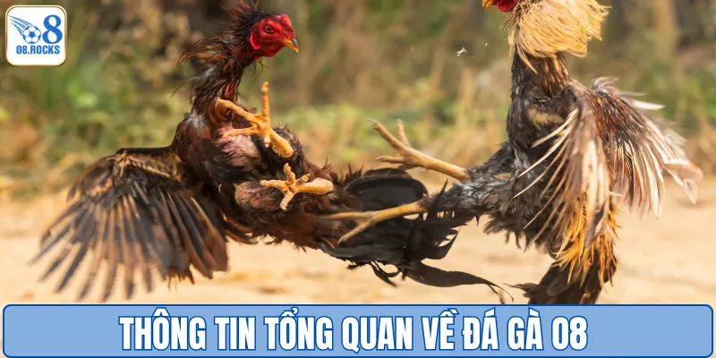 Thông tin tổng quan về đá gà O8